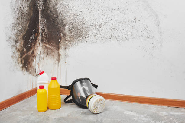 Best Attic Mold Removal  in Easton, MD
