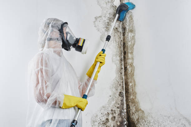 Best Commercial Mold Removal  in Easton, MD