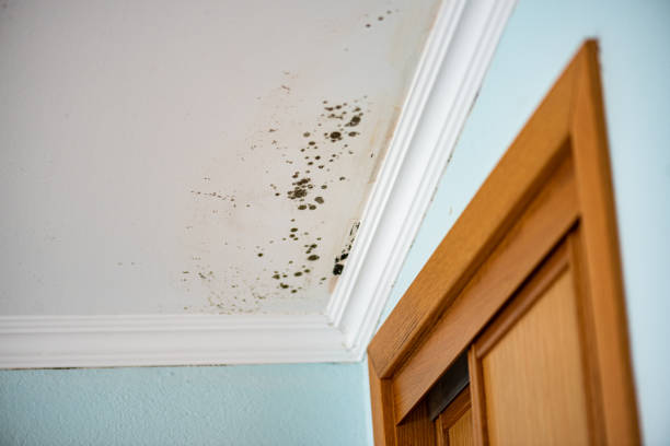 Best Emergency Mold Removal  in Easton, MD