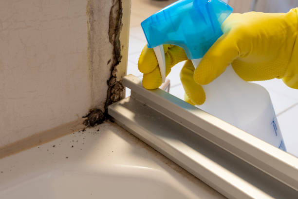Best Mold Damage Repair  in Easton, MD