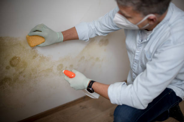 Best Crawl Space Mold Removal  in Easton, MD