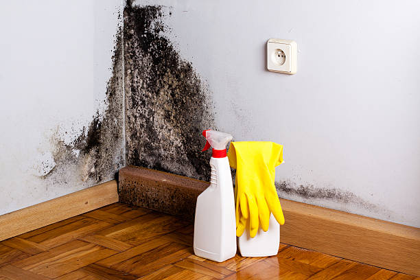 Best Fast Mold Removal  in Easton, MD