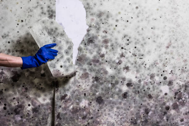 Best Mold Removal Company Near Me  in Easton, MD