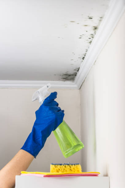 Home Mold Removal in Easton, MD