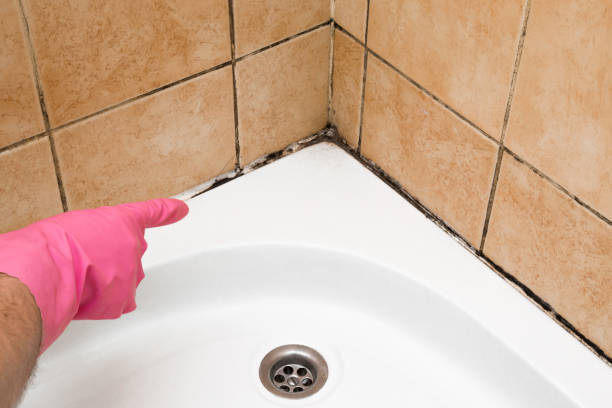 Best Professional Mold Removal  in Easton, MD