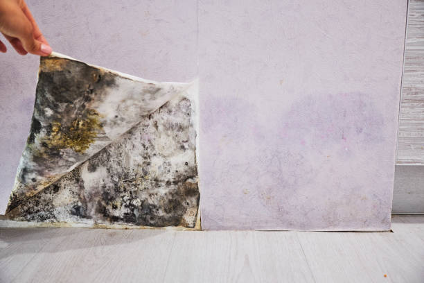 Professional Mold Removal in Easton, MD